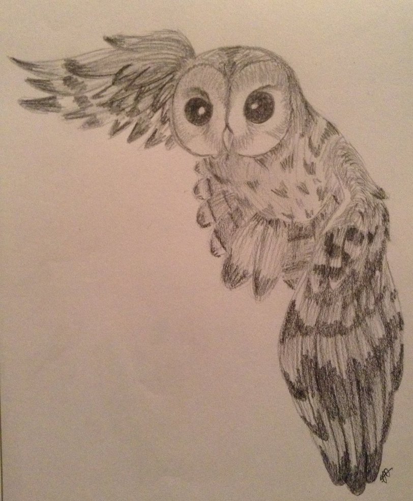 812x984 Owl Drawing By Csinorman