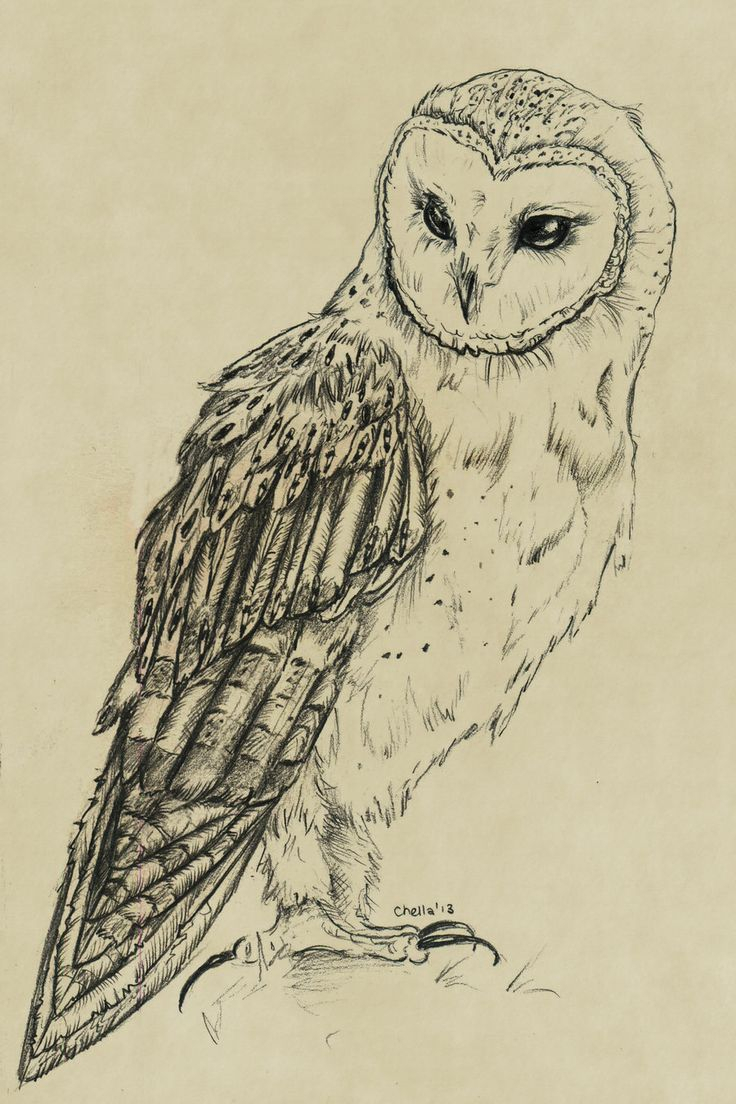 736x1104 A Drawing Of An Owl Best Owl Drawings Ideas On Owl