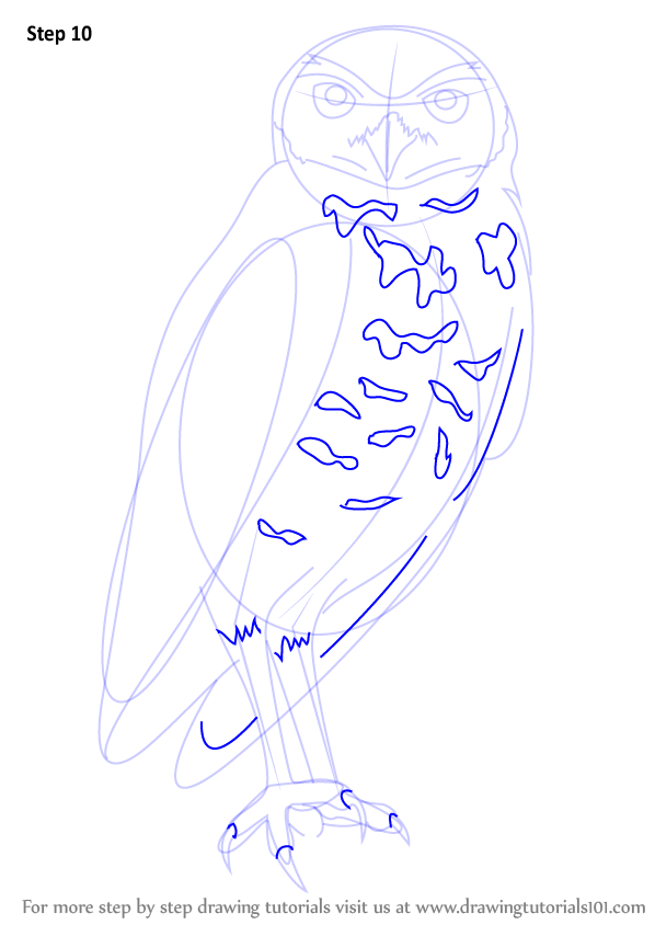 598x844 Learn How To Draw A Burrowing Owl (Birds) Step By Step Drawing