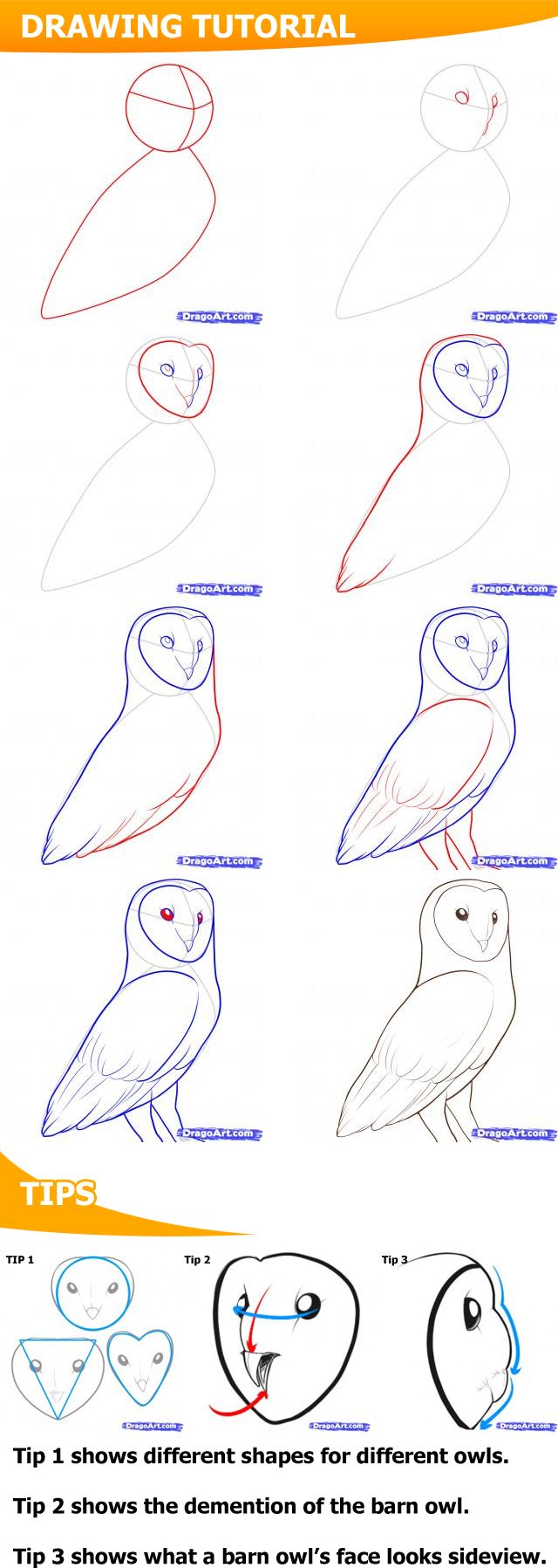 640x1797 How To Draw A Barn Owl.