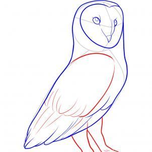 302x302 To Draw A Barn Owl Step