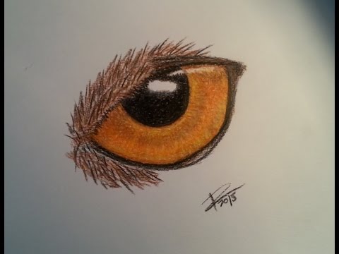 480x360 Speed Painting Owl Eye. Prismacolor Pencils.
