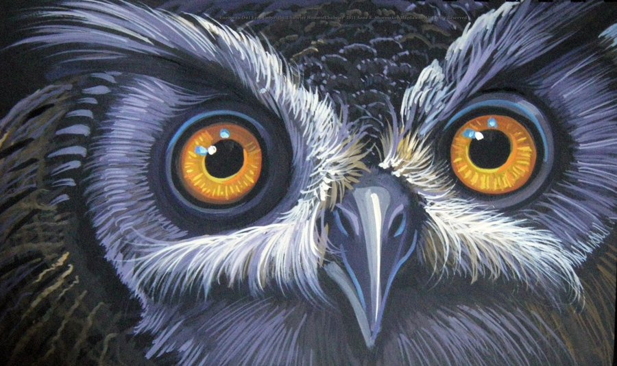 900x534 European Owl Eyes By Houseofchabrier