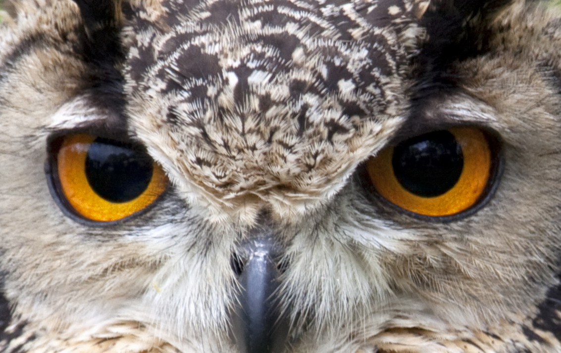 1133x714 Iridology And Owl's Eyes Ornithology