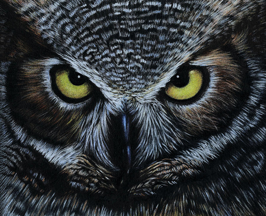 900x731 Owl Drawing By Natasha Denger
