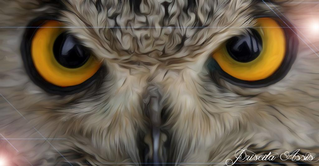 1024x536 Owl Eyes!! By Priscila Costa