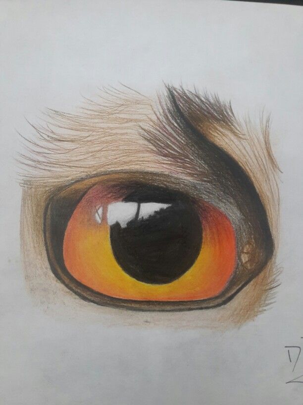 612x816 Owl Eyes Color Pencil My Art Class Owl Eyes And Draw