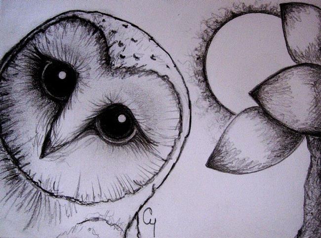650x482 Barn Owl Pencil Drawing