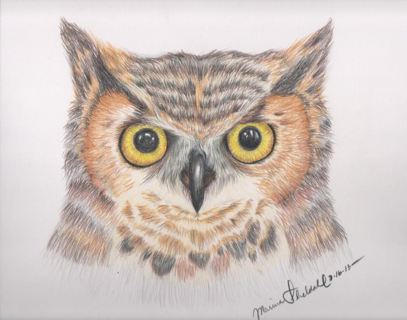 Owl Face Drawing at GetDrawings | Free download