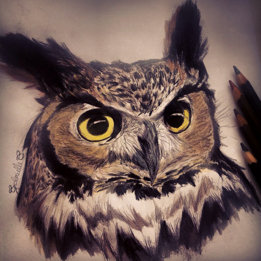 Owl Face Drawing at GetDrawings | Free download