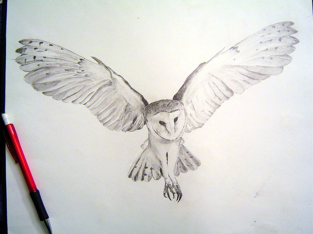 1032x774 Owl Drawings Barn Owl Tight Render By ~tophoid
