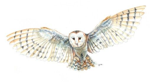 Owl Flying Drawing at GetDrawings | Free download