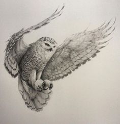 236x243 Flying Owl Drawing