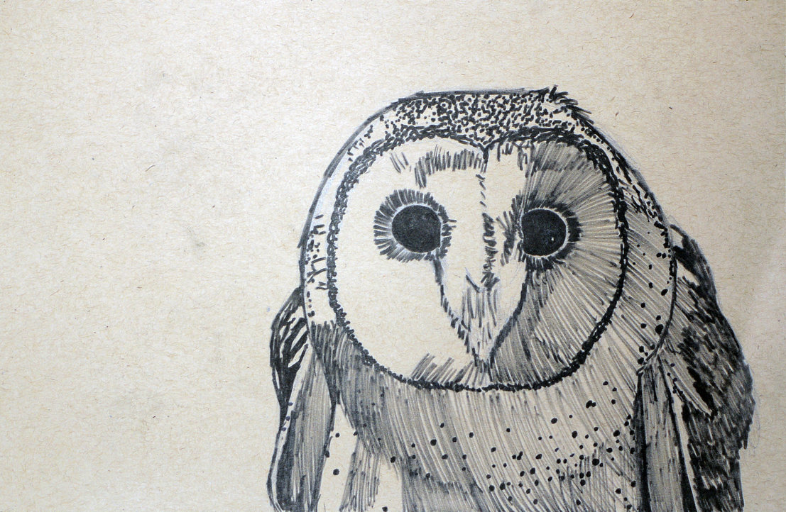 1107x722 Masked Owl Drawing By Marchio08