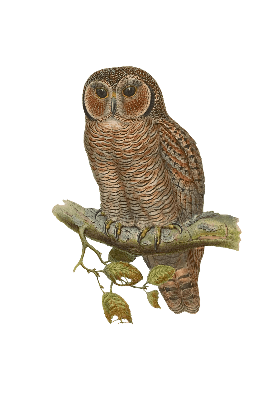 889x1280 Owl Drawing Transparent Png