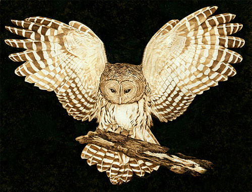 500x382 Barred Owl In Flight Drawing By Cate Mccauley