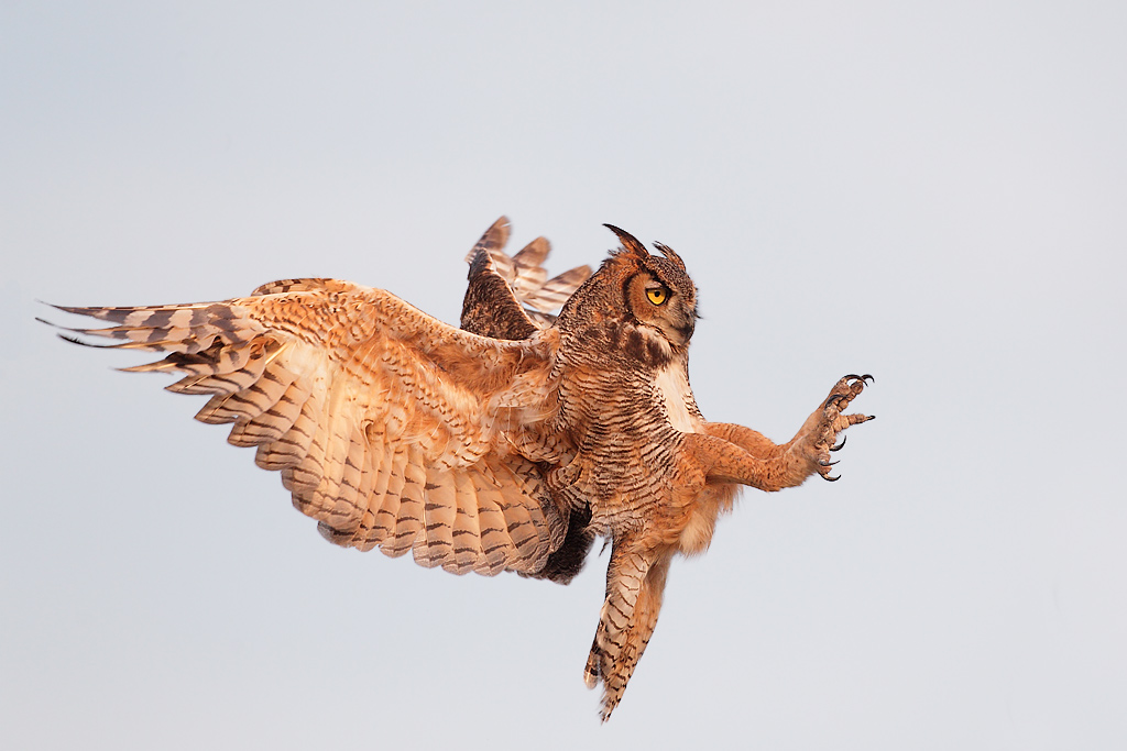 1024x683 Free Great Horned Owl In Flight Backgrounds For Powerpoint