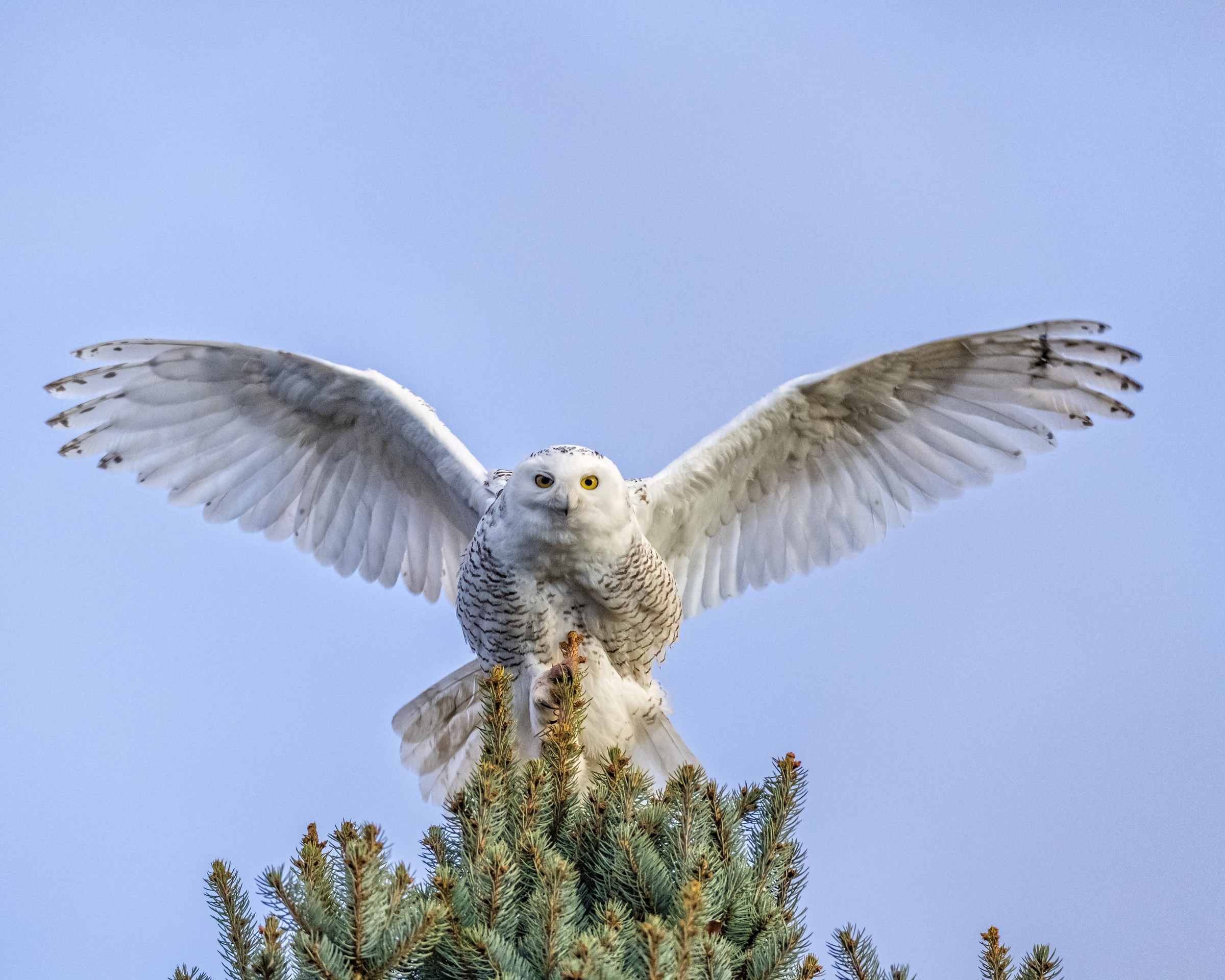 2400x1920 Rare Snowy Owls Spotted In Colorado Are Drawing Crowds Beyond