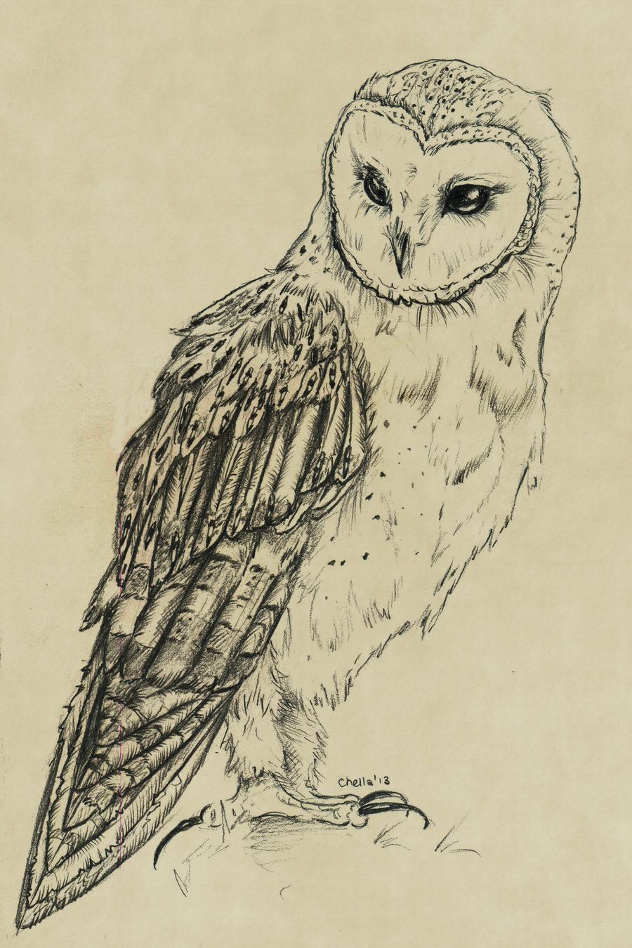 900x1350 Owl In Flight Drawing