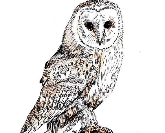 570x459 Items Similar To Owl Ink Drawing