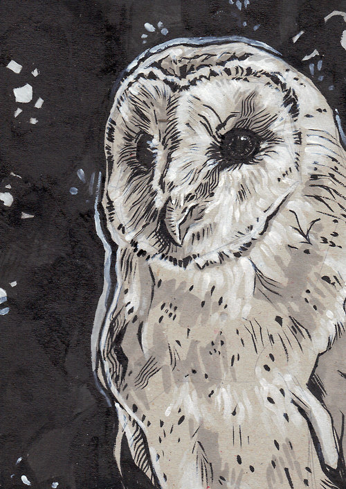 500x705 Original Ink Drawing Barn Owl Owl, Barn And Owl Art