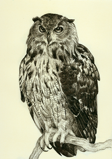 373x526 Pet Portraits