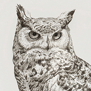 180x180 Thumbnail Of A Horned Owl Ink Drawing How To Birds