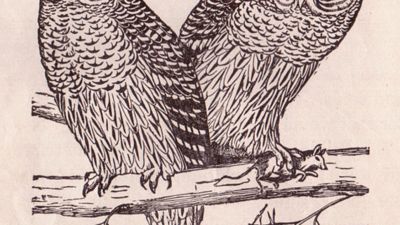 570x320 Owl On Branch Drawing Filebixler Owls