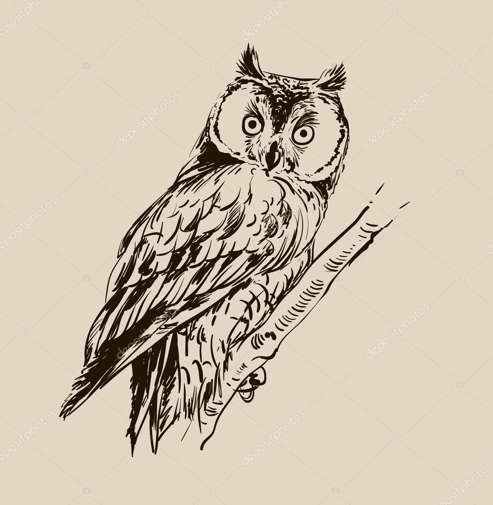 998x1023 Hand Drawn Owl Stock Vector Mamziolzi