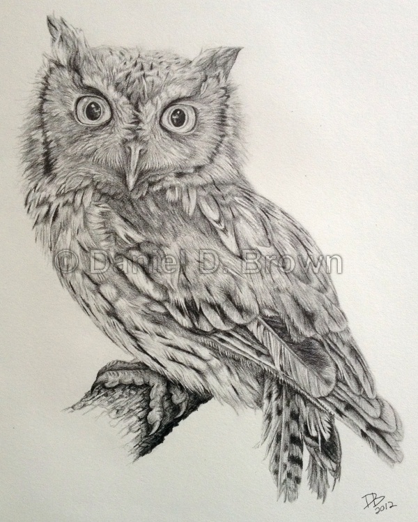 Owl Pencil Drawing at GetDrawings | Free download