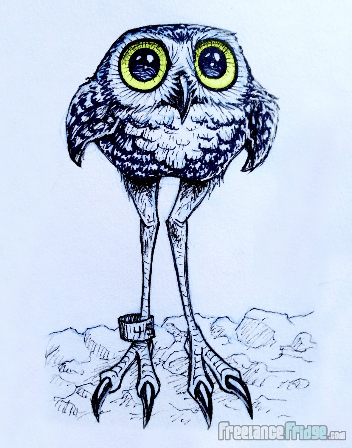 1181x1500 Burrowing Owl Cartoon Drawing Freelance Fridge Illustration
