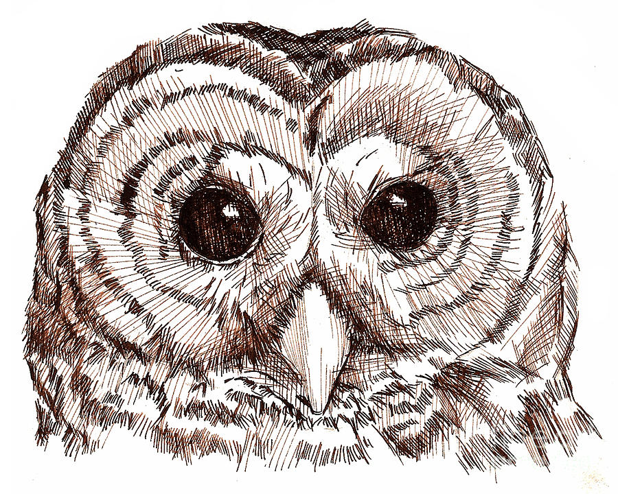 900x720 Sepia Pen And Ink Owl Drawing Drawing By Heather Davis