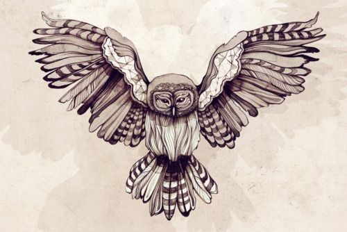 500x334 Line Drawings Of Owls Owl Drawing Tumblr Gtgtgt Drawingart