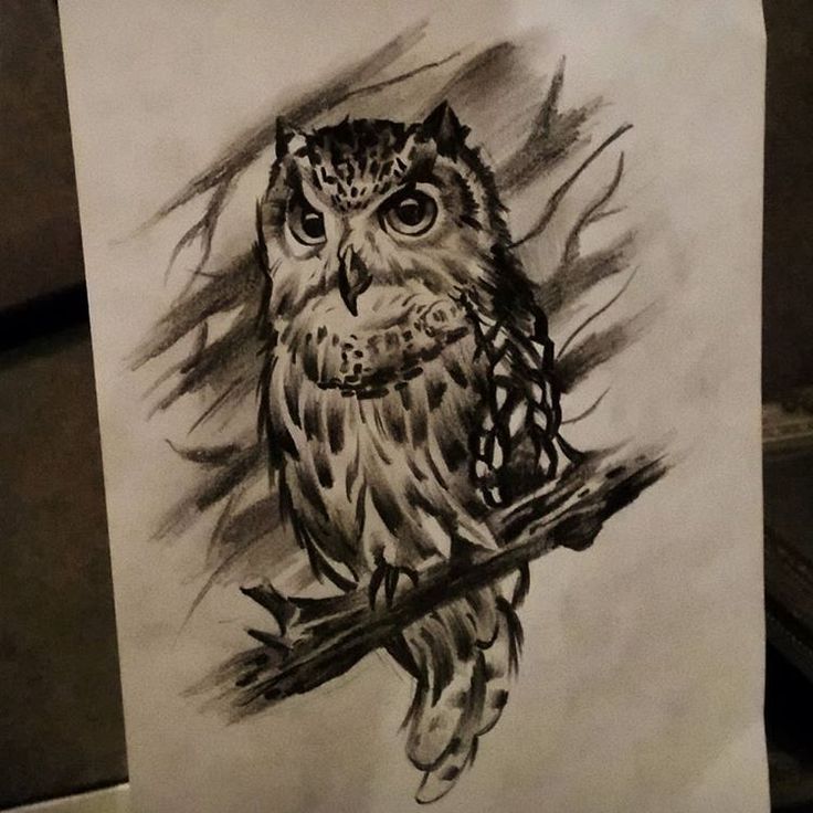 736x736 Owl Drawing Tattoo Elaxsir