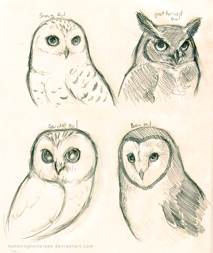 700x831 Owls Preliminary Sketch By Tumblingtortoises On Owls