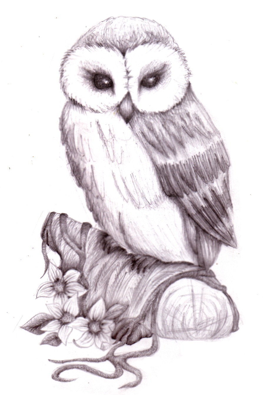 900x1338 Pencil Sketch Of Owl Images Owl Sketch