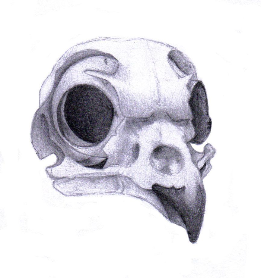 865x923 Owl Skull By Rz250