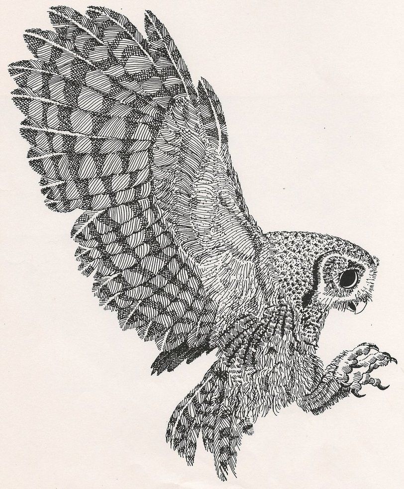 812x983 Sceech Owl This Illustration Was Done Back In The 80's And It Was