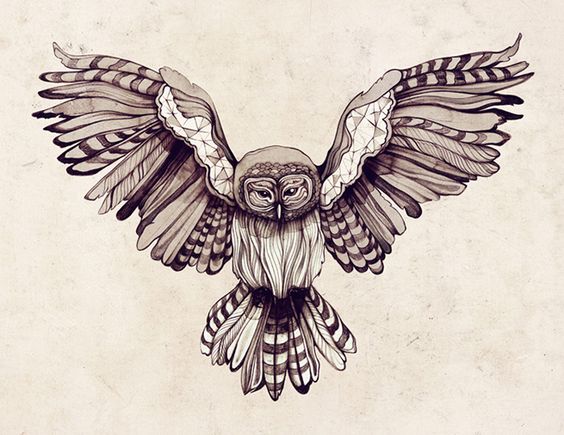 564x435 Owl Drawing. Wings Spread. Stripes. Black And White. School