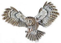 236x167 Tawny Owl Flying Through Woods Photo Hooty Hoots