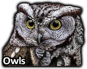 300x240 Owls Full Color Amp Line Art Illustrations
