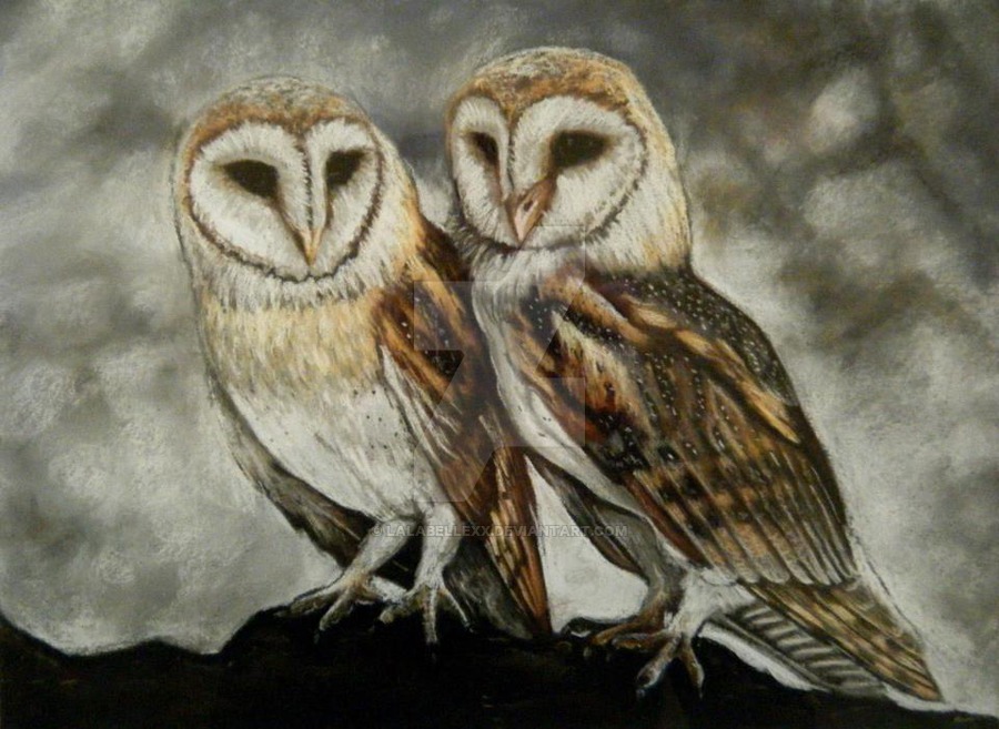 900x657 Pastel Barn Owls Drawing By Lalabellexx