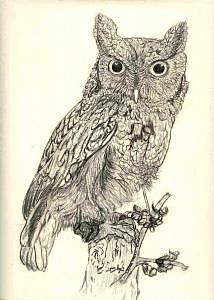 214x300 Screech Owl Drawing By Debra Abell