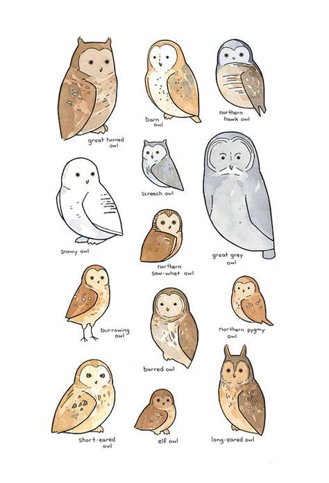 474x695 Owls Of North America Illustrated Chart