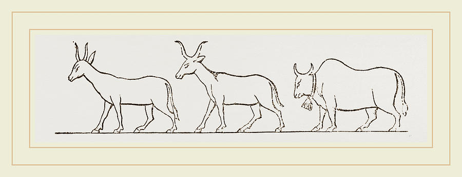 900x346 Oxen From Egyptian Sculpture Egypt Drawing By Litz Collection