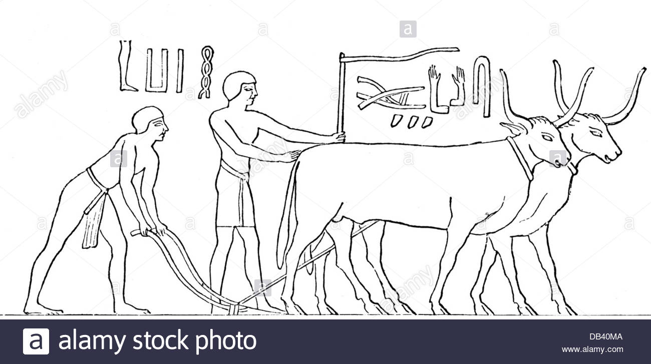 1300x727 Agriculture Agricultural Work Plowing Plough Drawn By Oxen Drawing