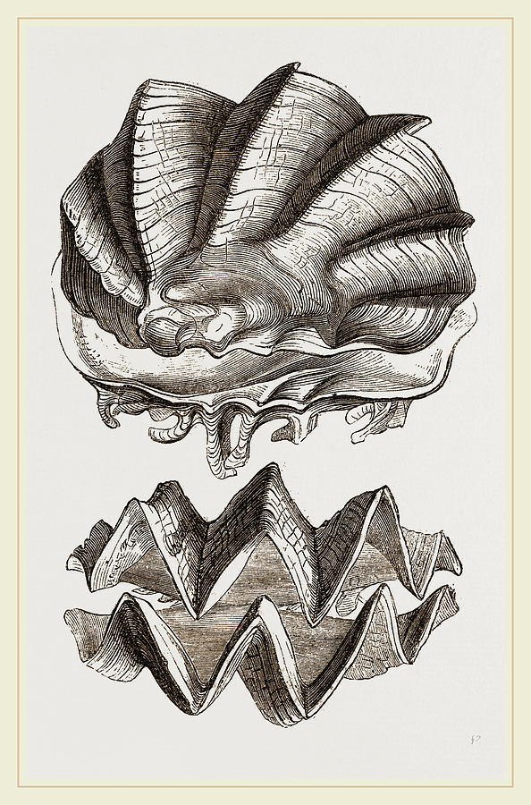 594x900 Cocks Comb Oyster Drawing By Litz Collection