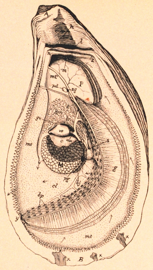 528x930 Fileoyster Anatomy.jpg