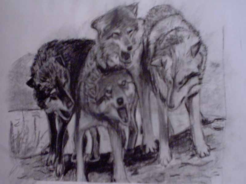 800x600 Pack Of Wolves By Drinking Cup