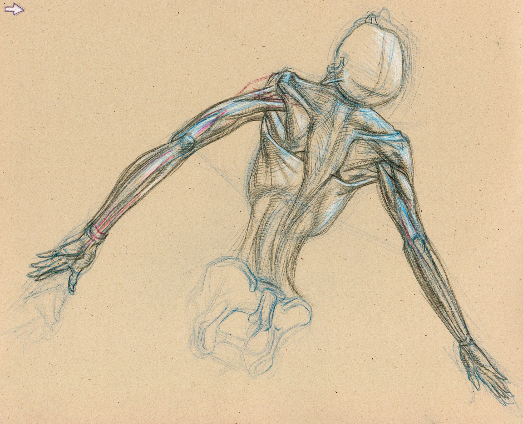 1986x1612 Muscle And Skeletal Breakdown Of A Ballerina In Action. Attention